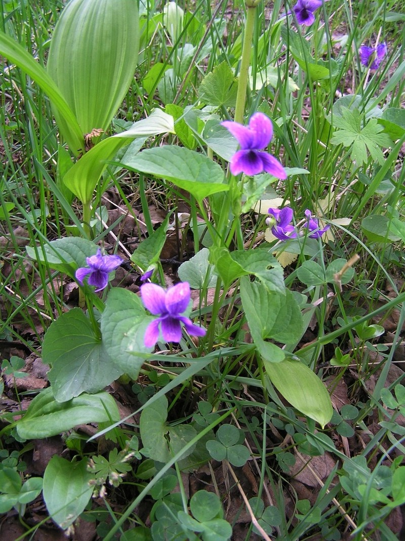 Viola kamtschadalorum photo 6