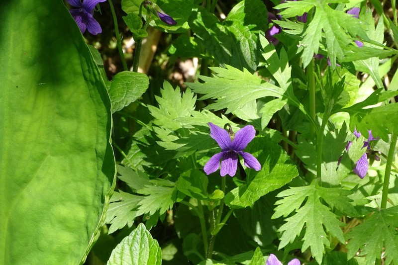 Viola kamtschadalorum photo 7