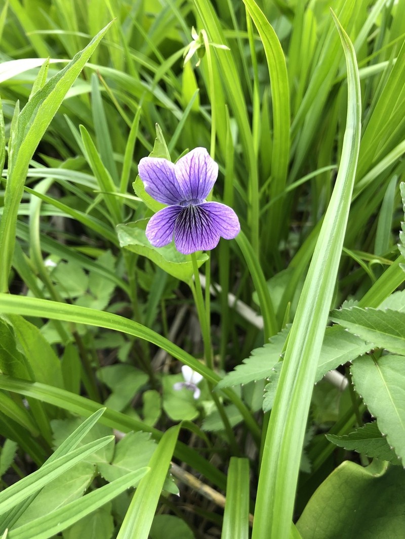 Viola kamtschadalorum photo 8