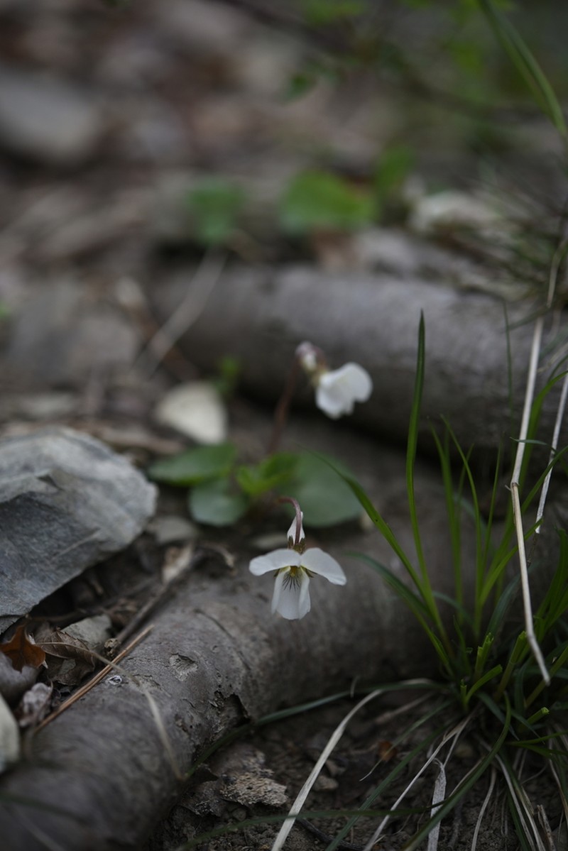 Viola keiskei photo 2