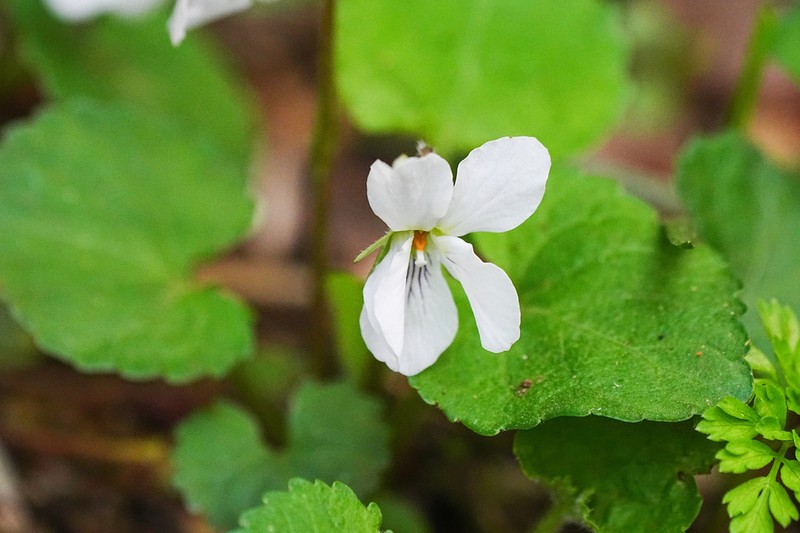 Viola keiskei photo 3