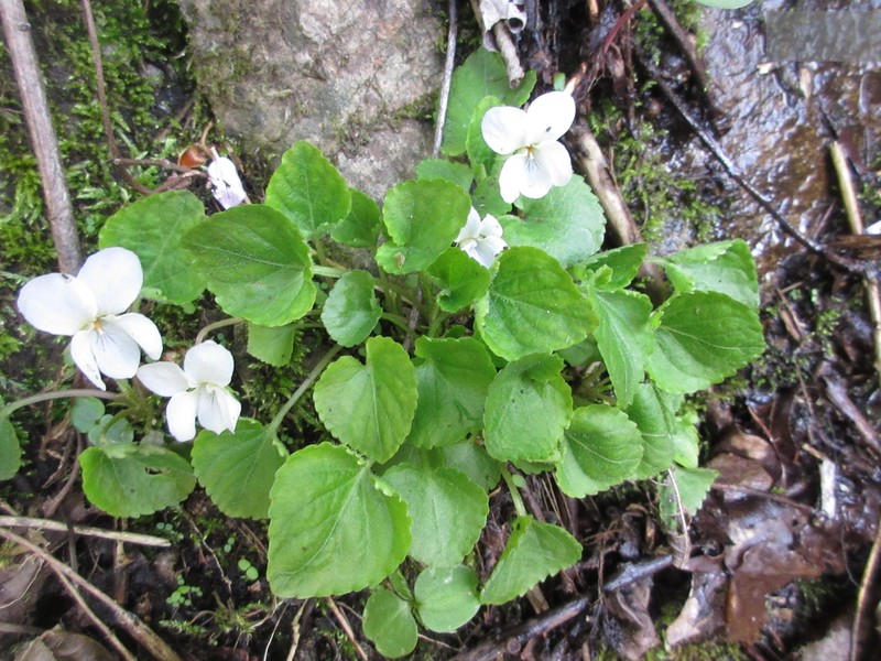 Viola keiskei photo 4