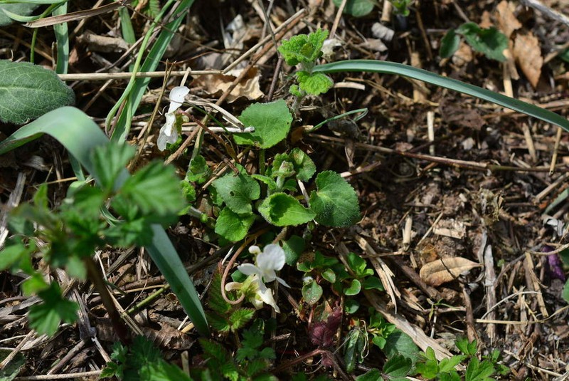 Viola keiskei photo 5