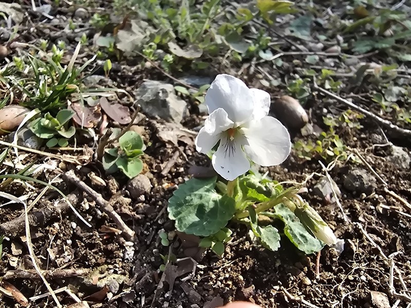 Viola keiskei photo 6