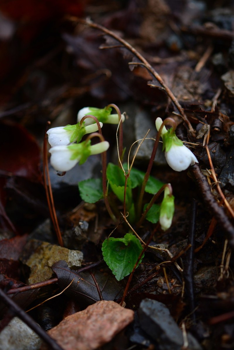 Viola keiskei photo 7