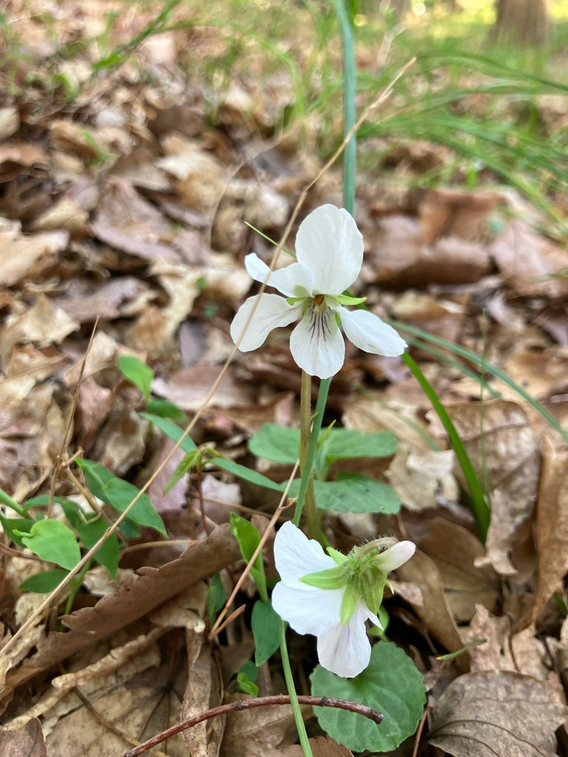 Viola keiskei photo 8