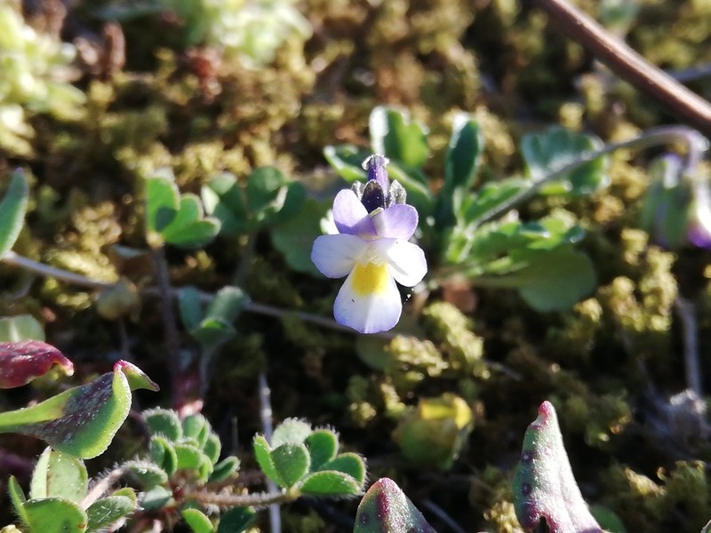 Viola kitaibeliana photo 3