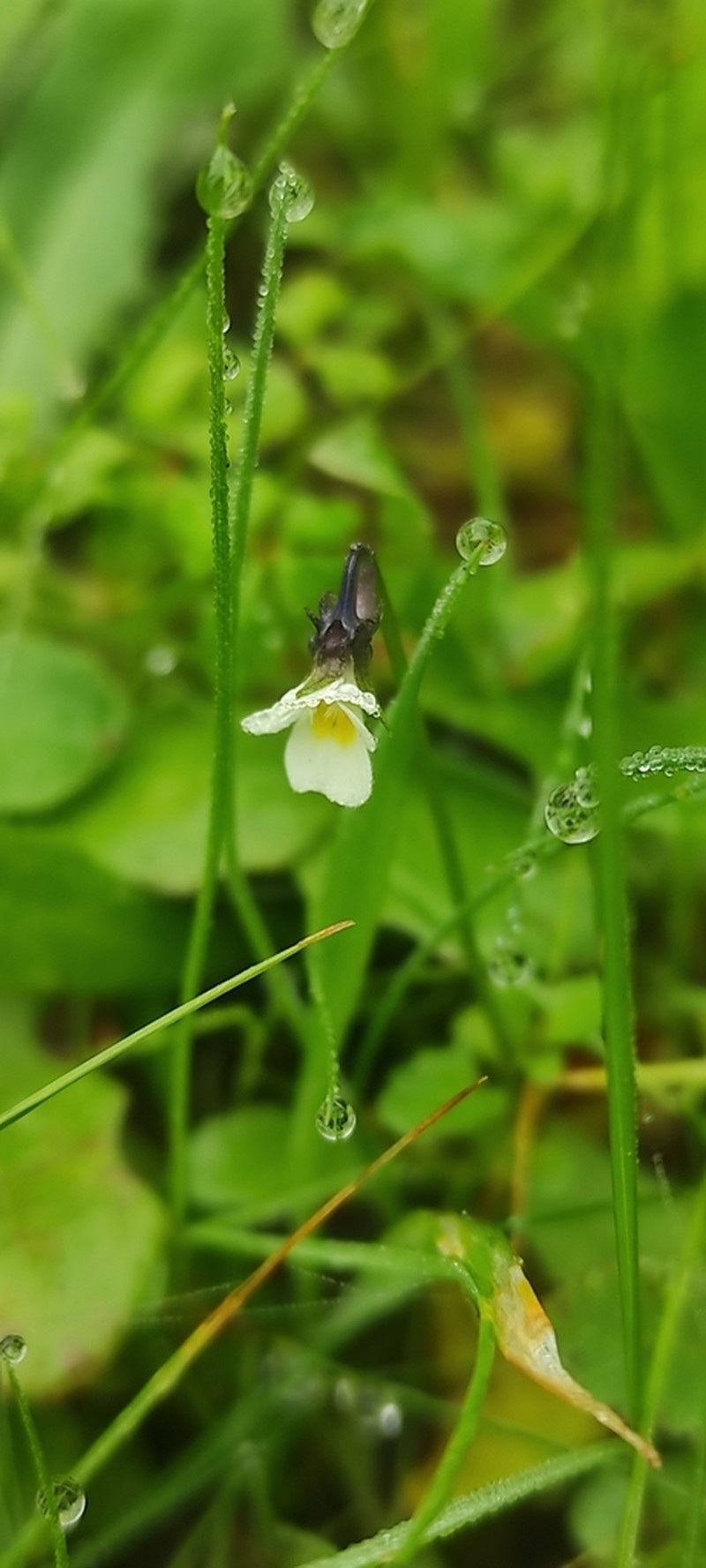 Viola kitaibeliana photo 4