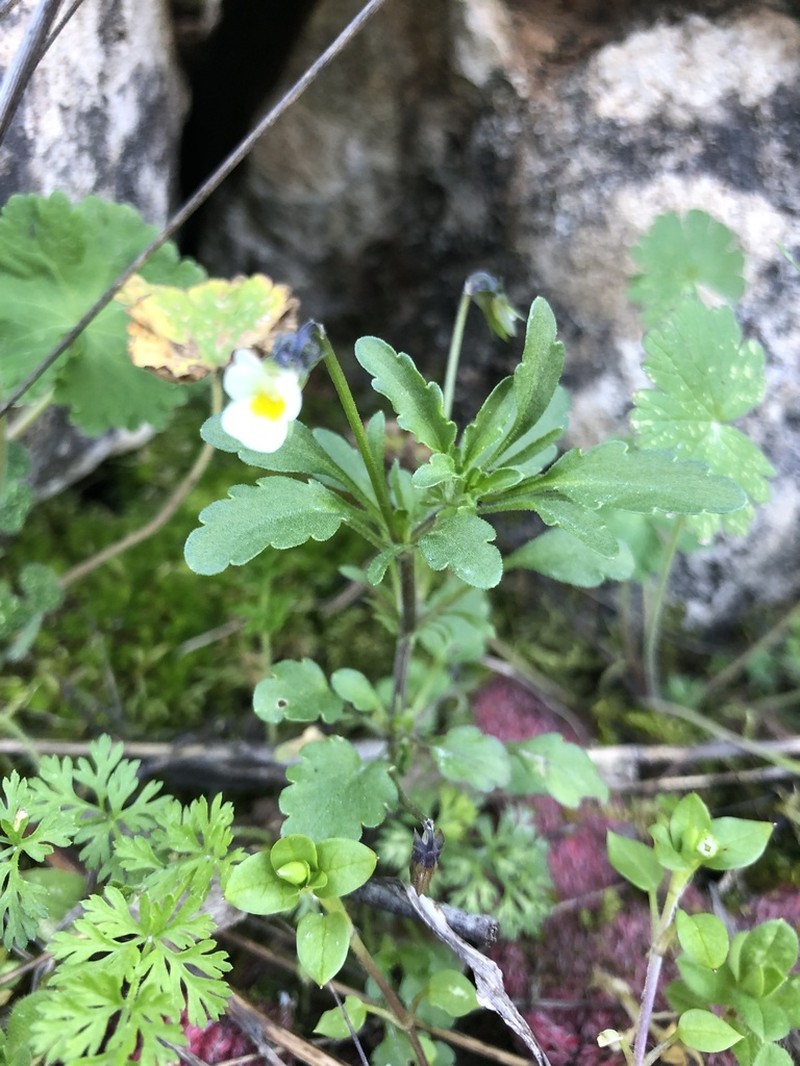 Viola kitaibeliana photo 5