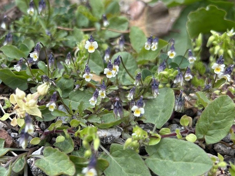 Viola kitaibeliana photo 6