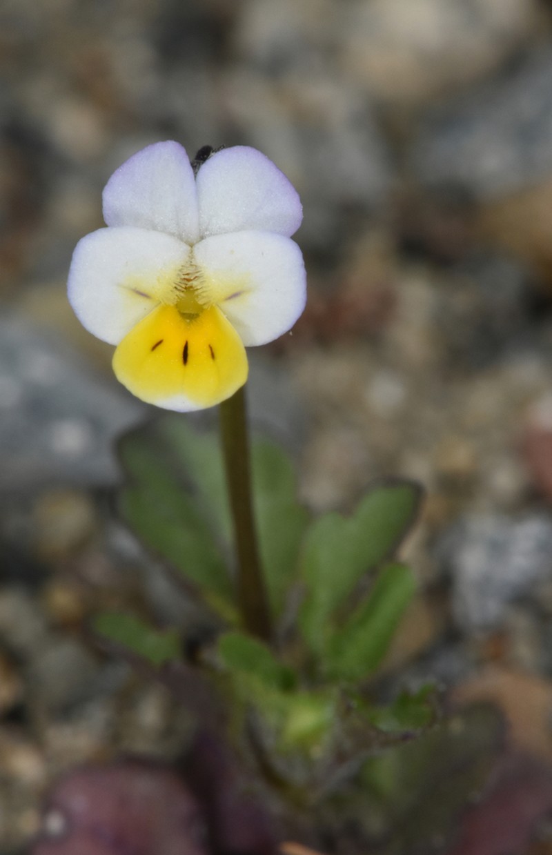 Viola kitaibeliana photo 7