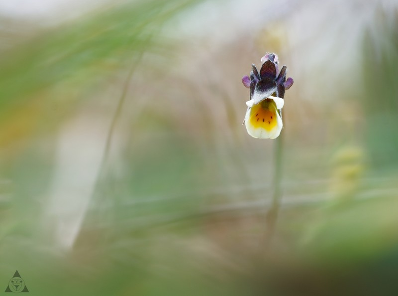 Viola kitaibeliana photo 8