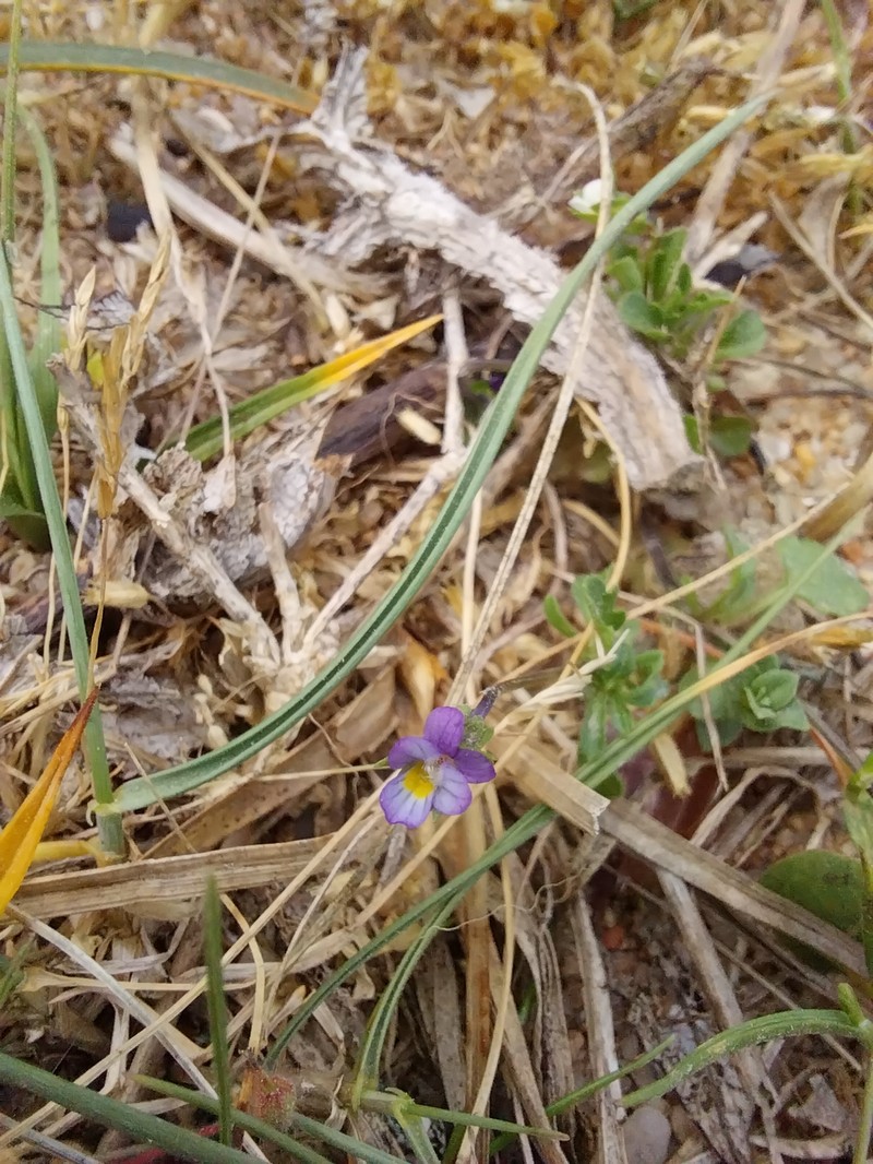 Viola kitaibeliana subsp. kitaibeliana