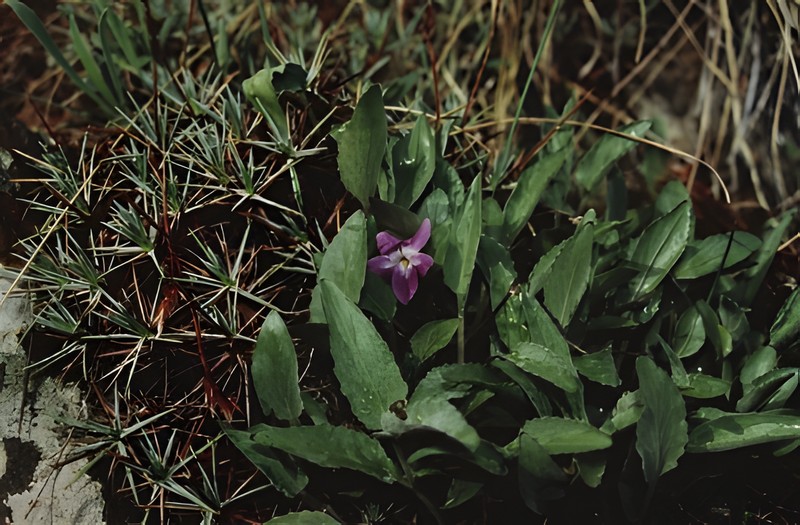 Viola kizildaghensis