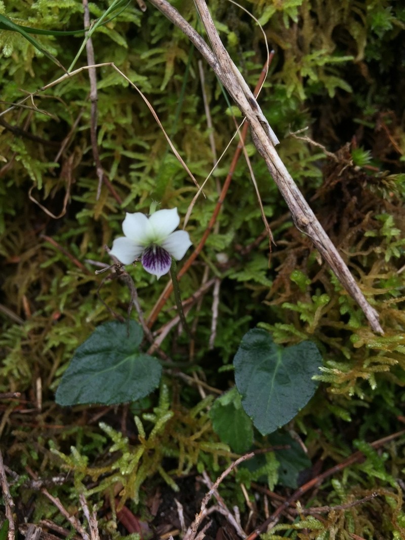 Viola kjellbergii