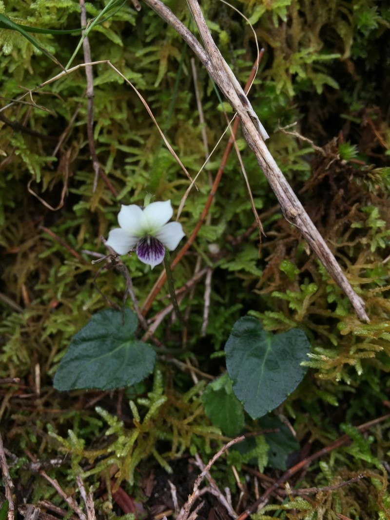 Viola kjellbergii photo 2