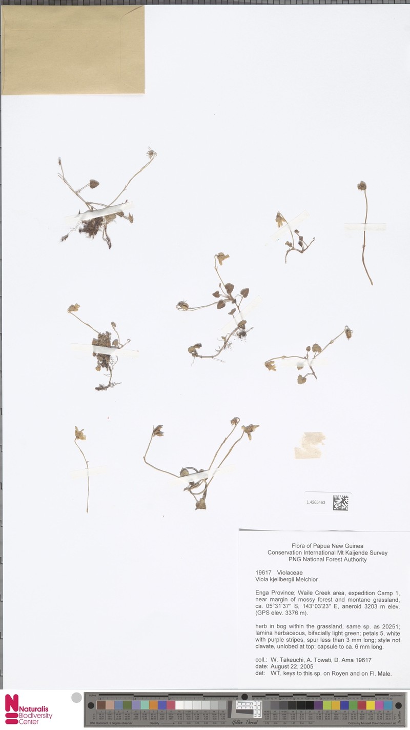 Viola kjellbergii photo 3