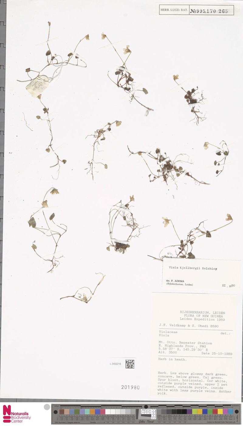 Viola kjellbergii photo 6