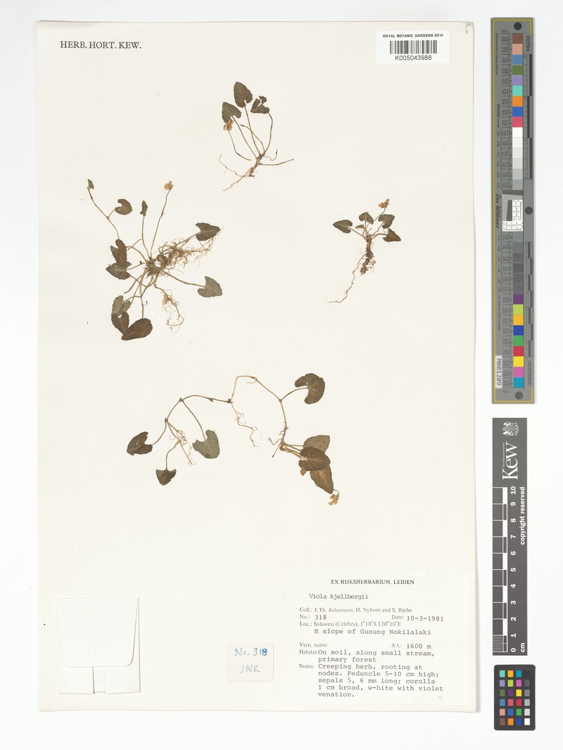 Viola kjellbergii photo 7