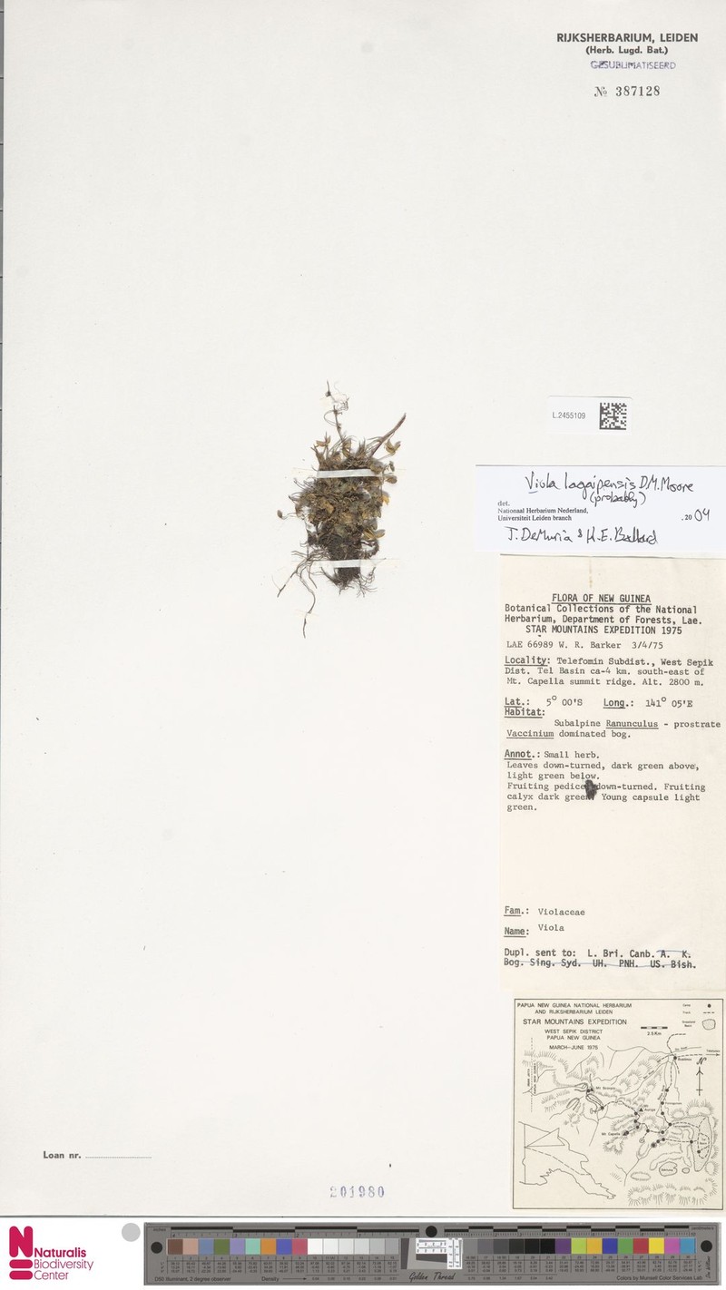 Viola kjellbergii photo 8