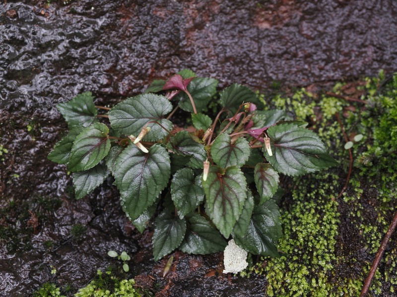 Viola kosanensis
