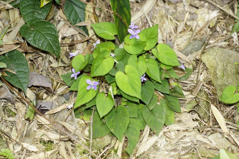 Viola kosanensis photo 2