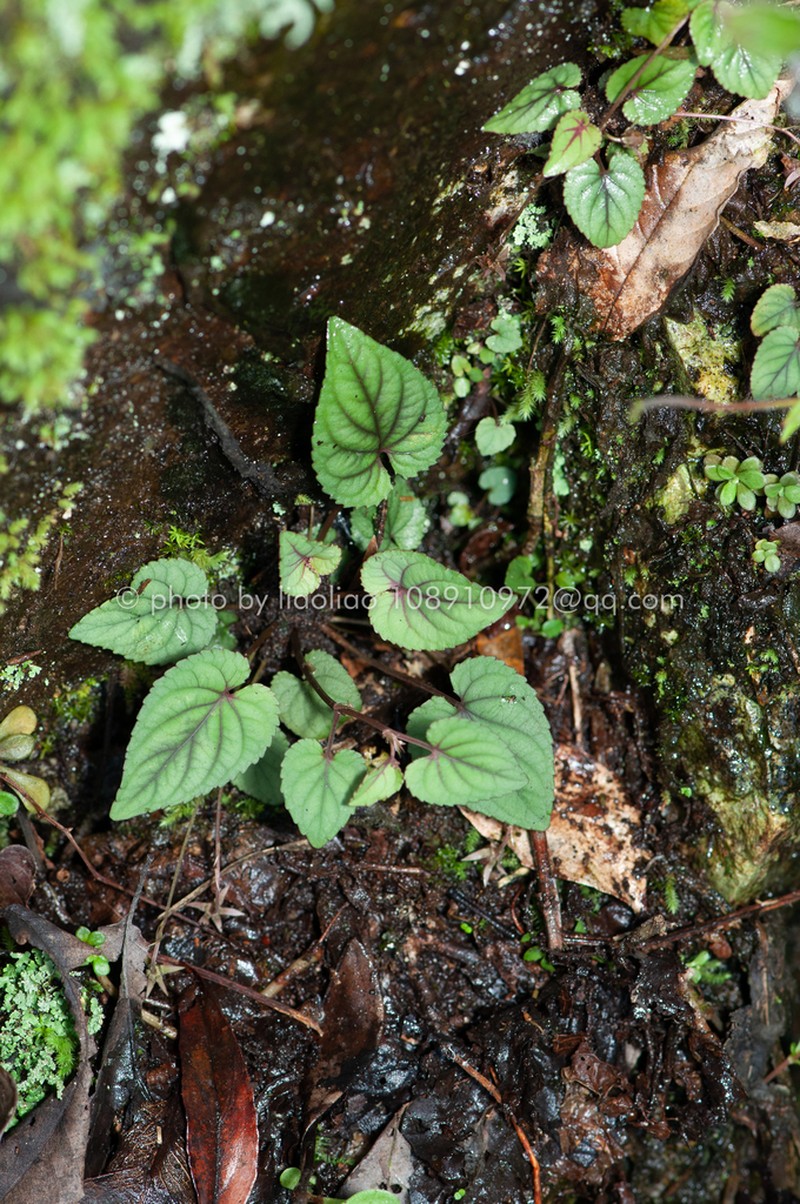 Viola kosanensis photo 3