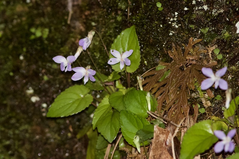 Viola kosanensis photo 4