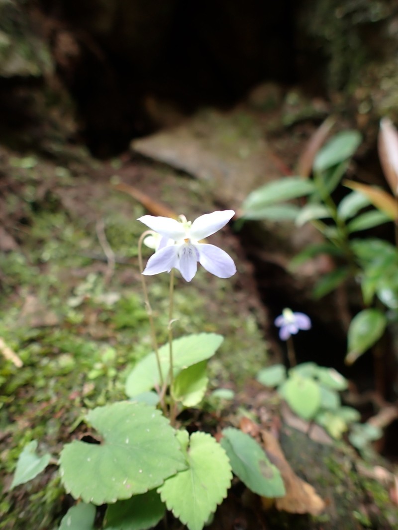 Viola kosanensis photo 5