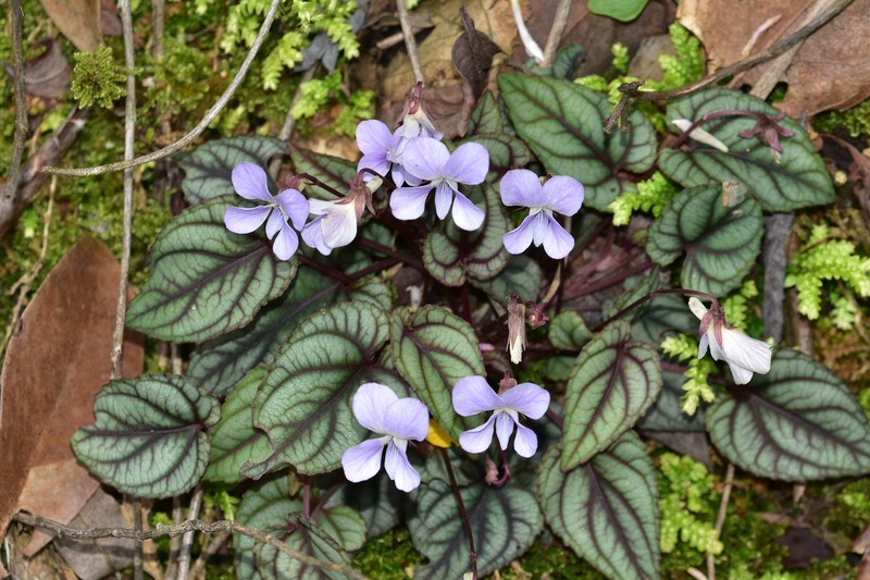 Viola kosanensis photo 6