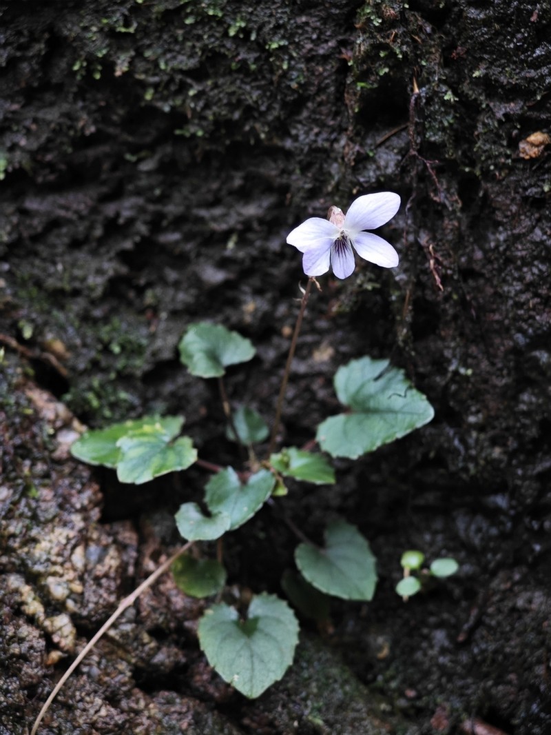 Viola kosanensis photo 7