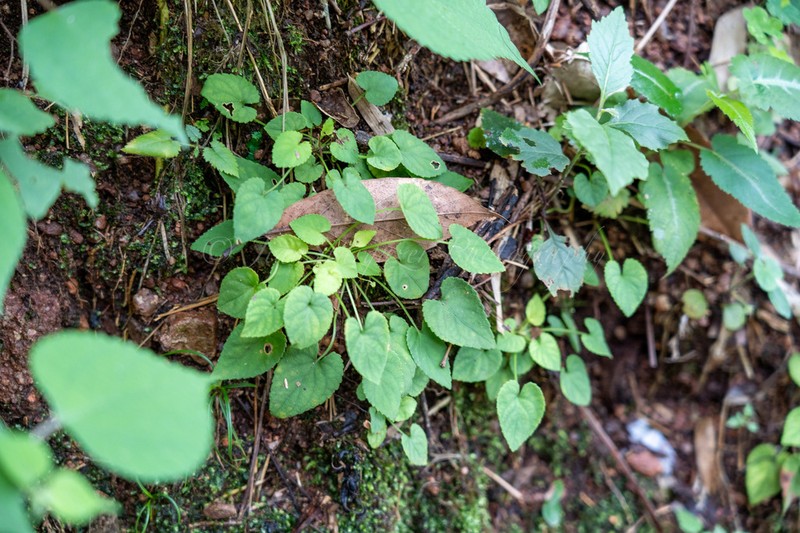 Viola kosanensis photo 8