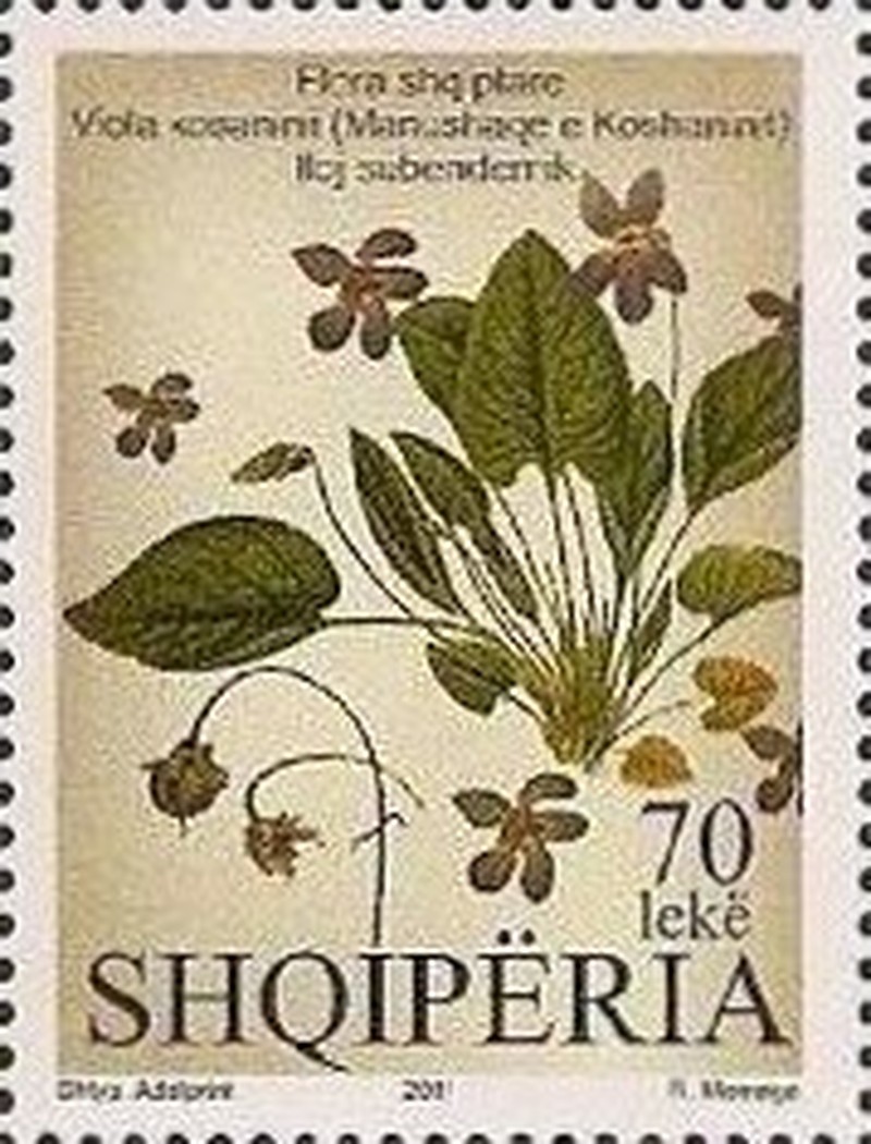 Viola kosaninii