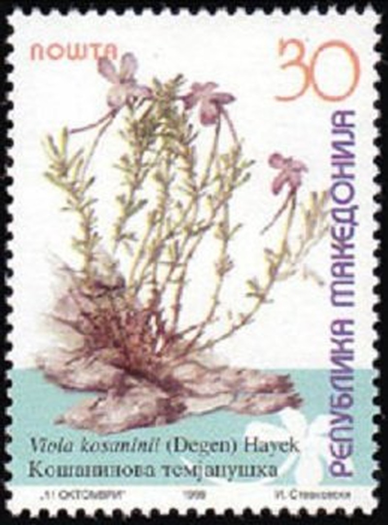 Viola kosaninii photo 2