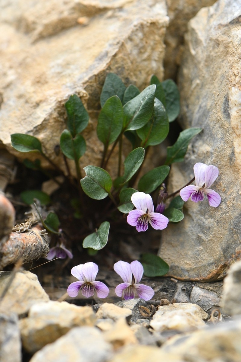 Viola kunawarensis photo 2