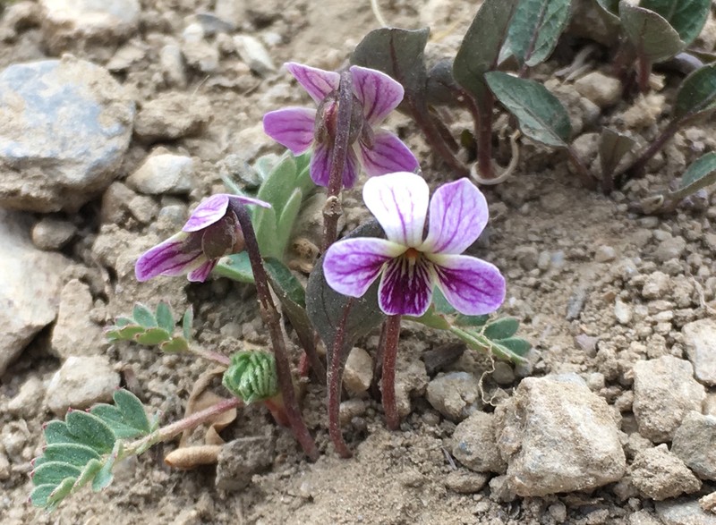 Viola kunawarensis photo 3