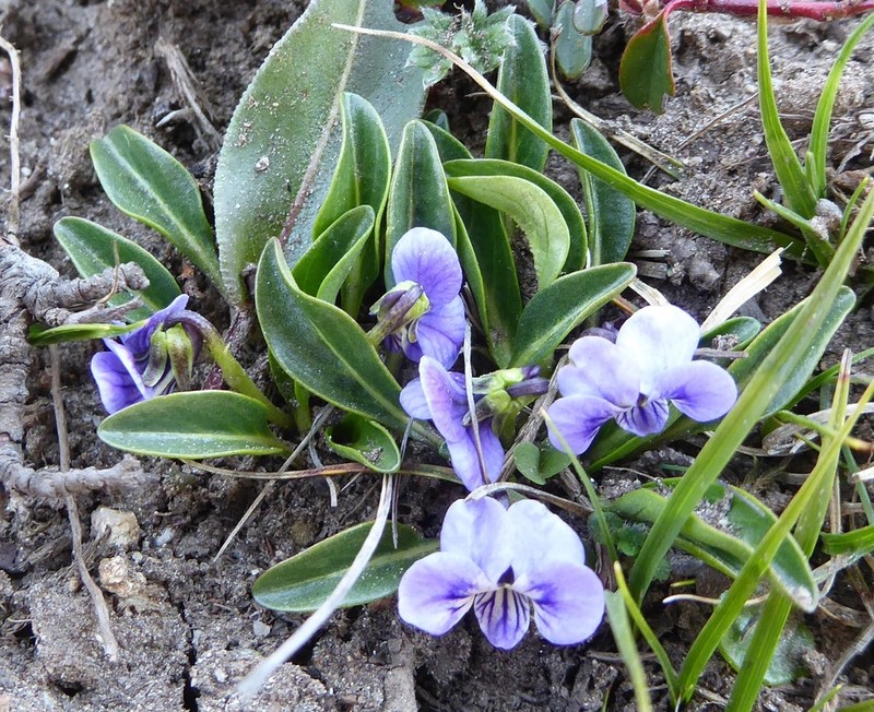 Viola kunawarensis photo 4