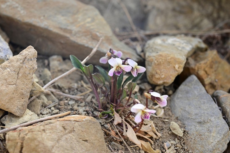 Viola kunawarensis photo 5
