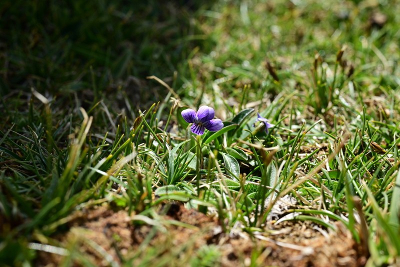 Viola kunawarensis photo 6