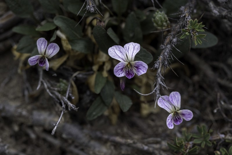 Viola kunawarensis photo 7