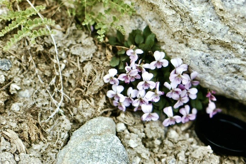 Viola kunawarensis photo 8