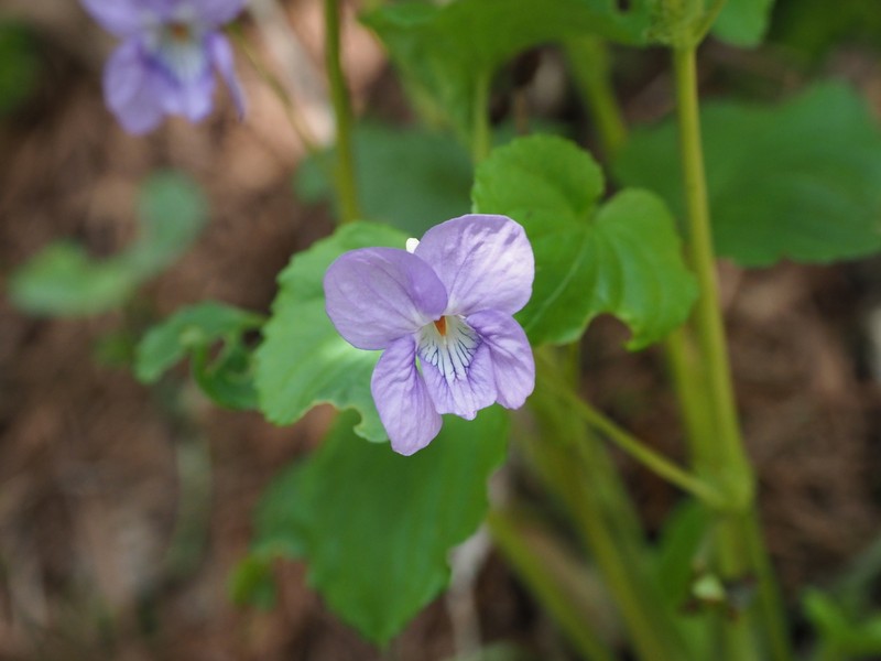 Viola kusanoana photo 2