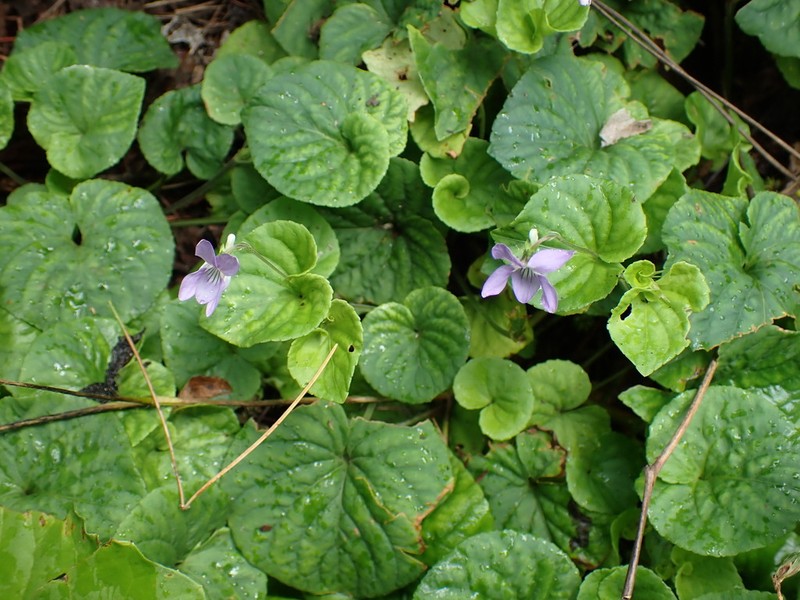 Viola kusanoana photo 3