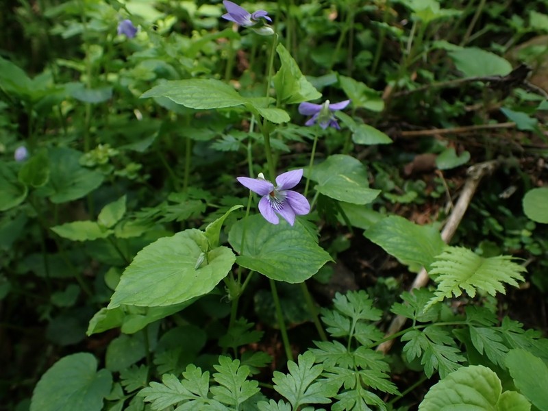Viola kusanoana photo 4