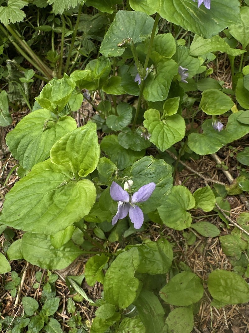 Viola kusanoana photo 5