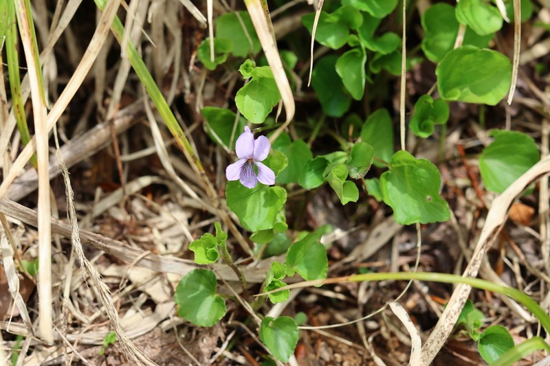 Viola kusanoana photo 6