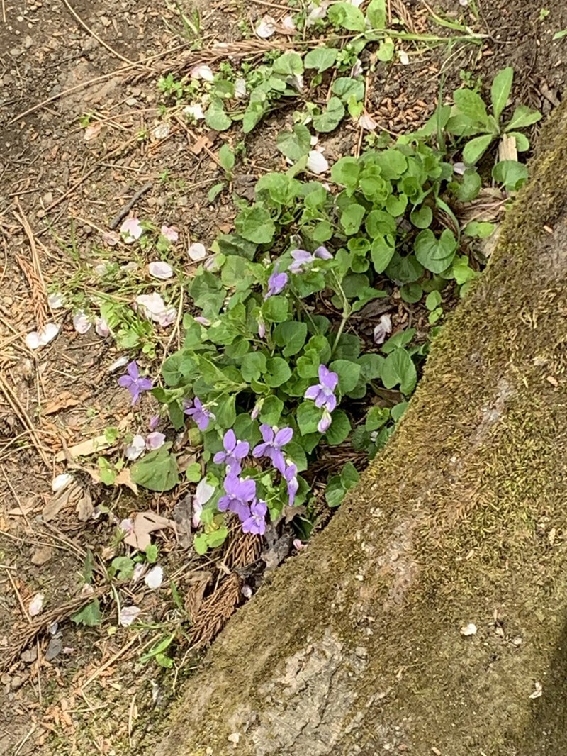 Viola kusanoana photo 7
