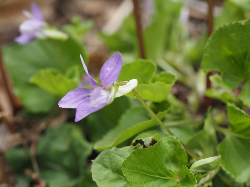Viola kusanoana photo 8