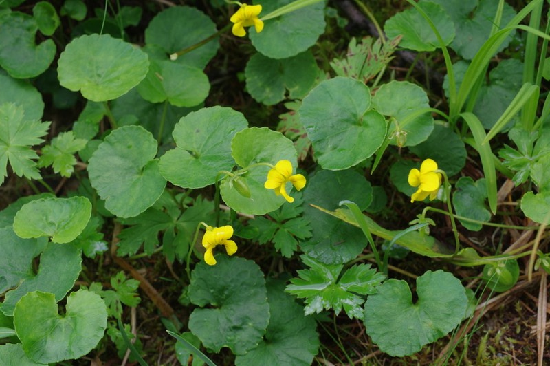 Viola kusnezowiana