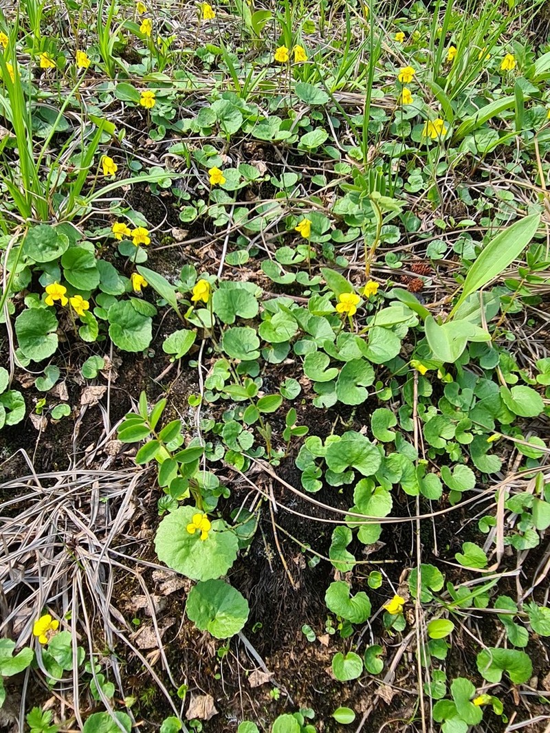 Viola kusnezowiana photo 2